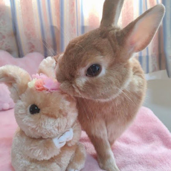 bunnylotus